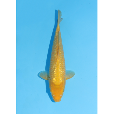 KV.01 GOLDEN CORN